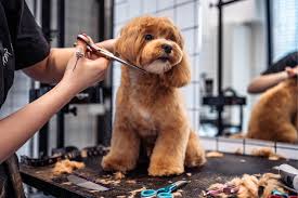 Pet Grooming